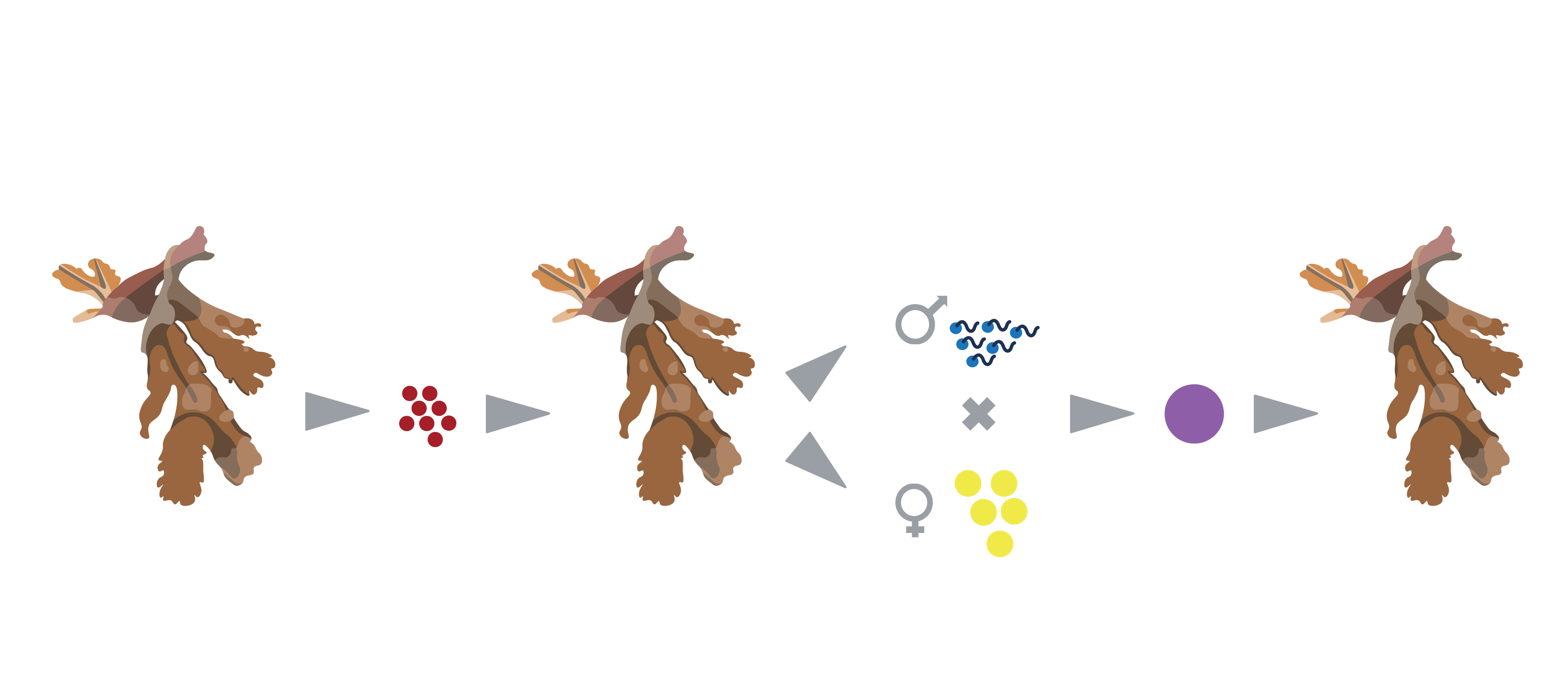 01-Algae reproduction