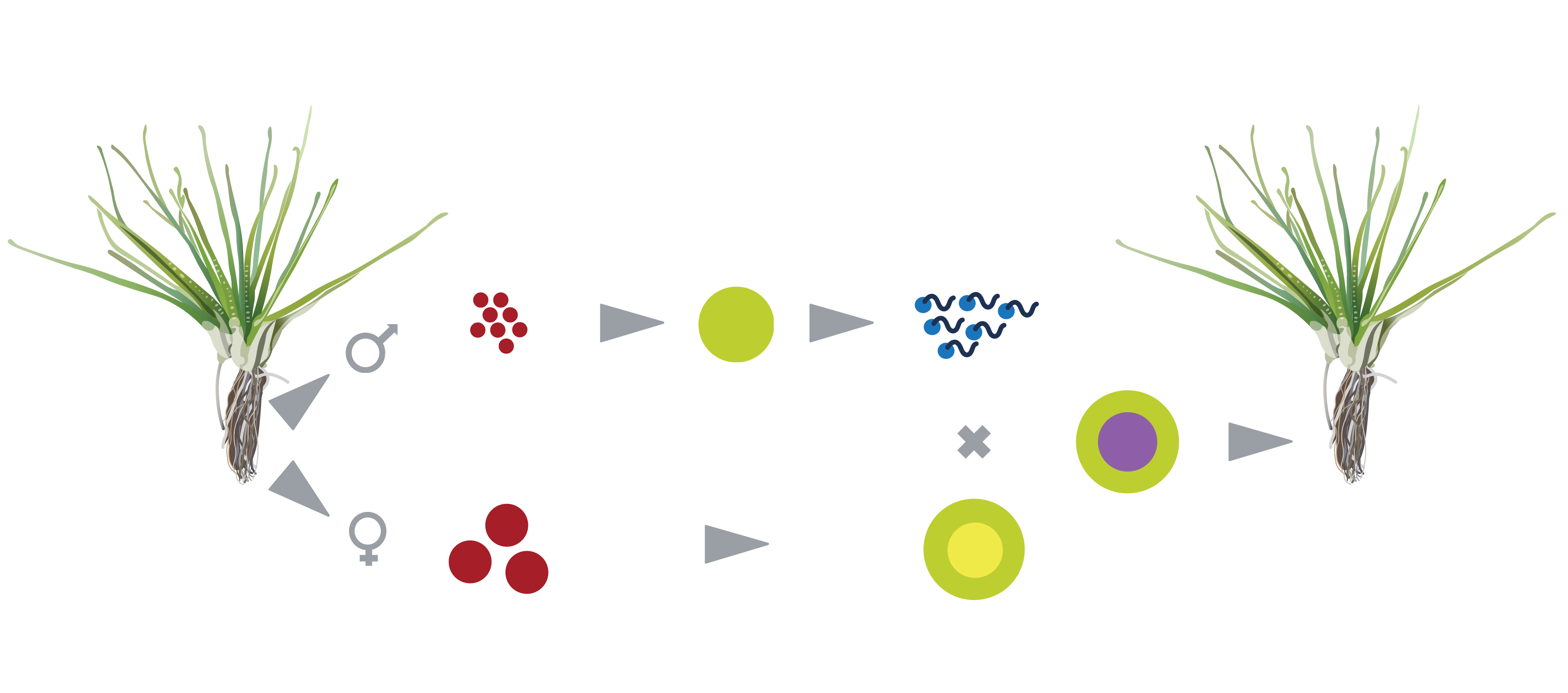 04-plants reproduction
