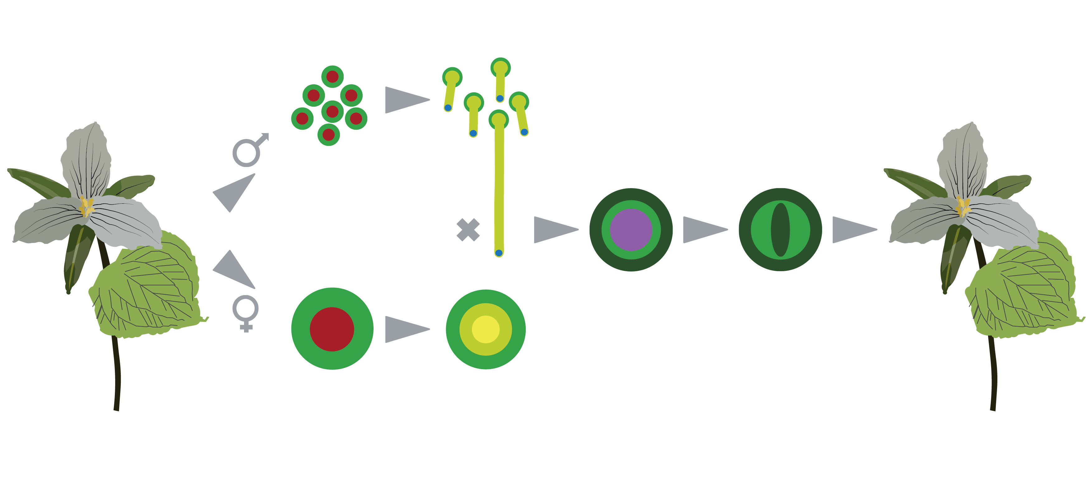 08-plants reproduction