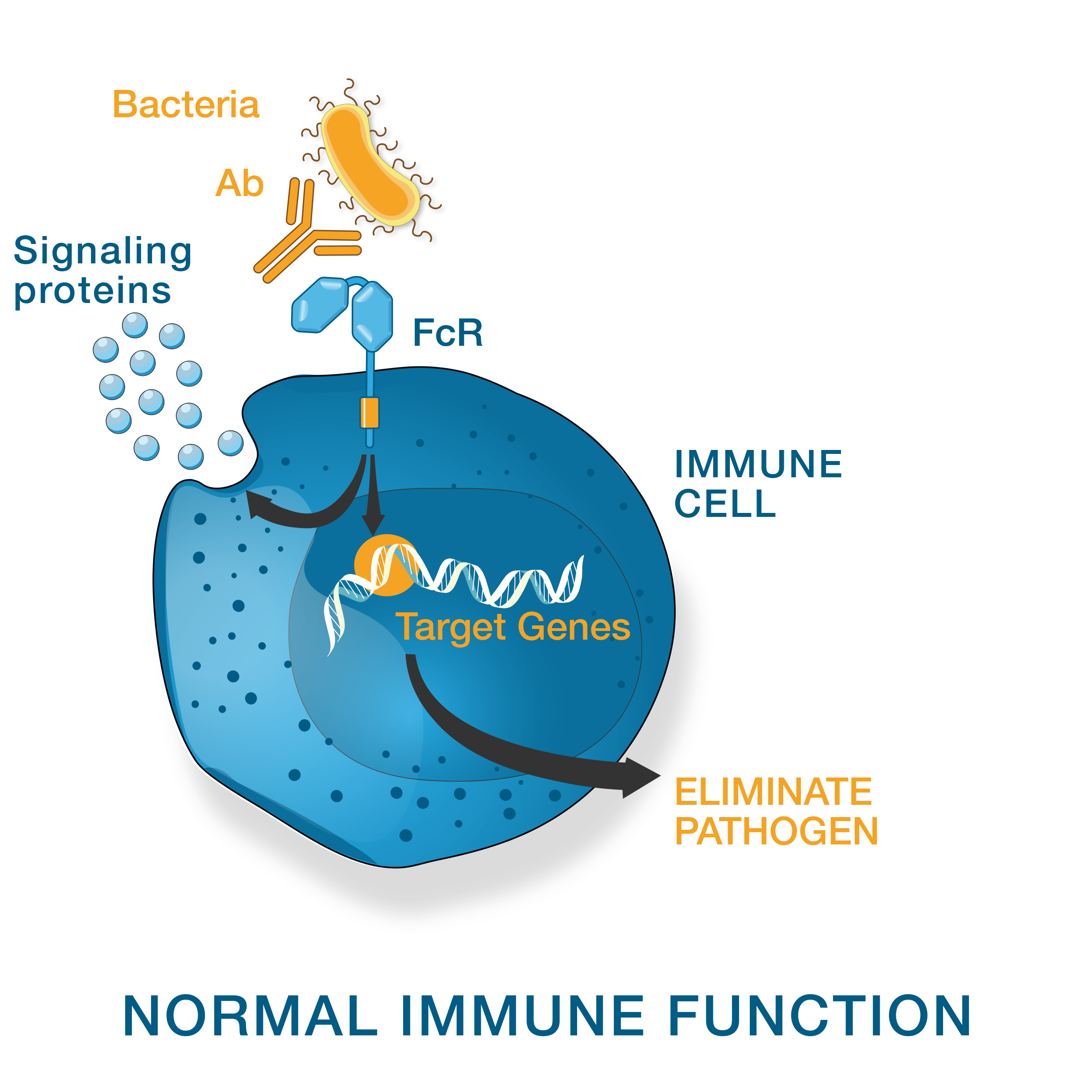 Normal immune function illustration