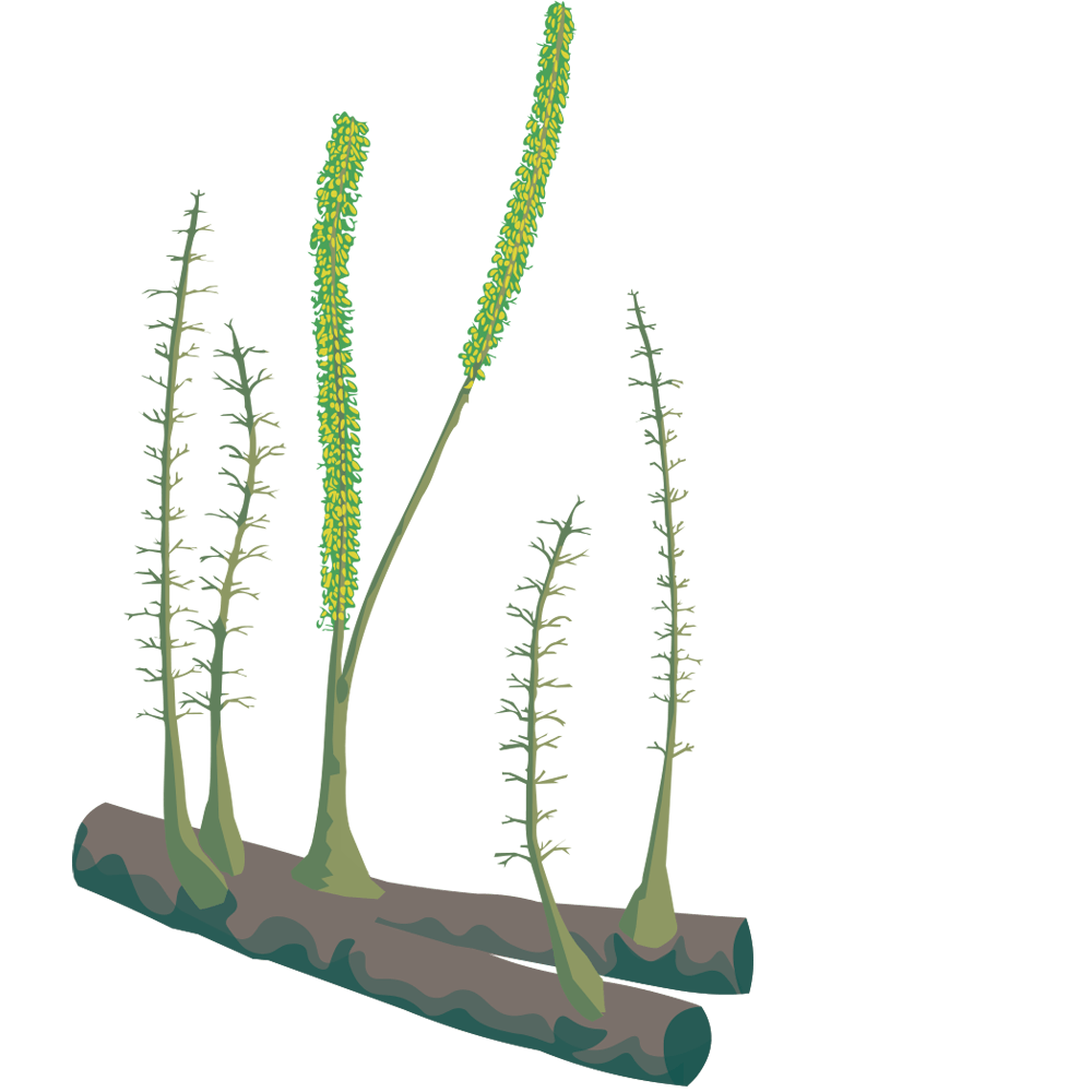 Hyenia exstint plant