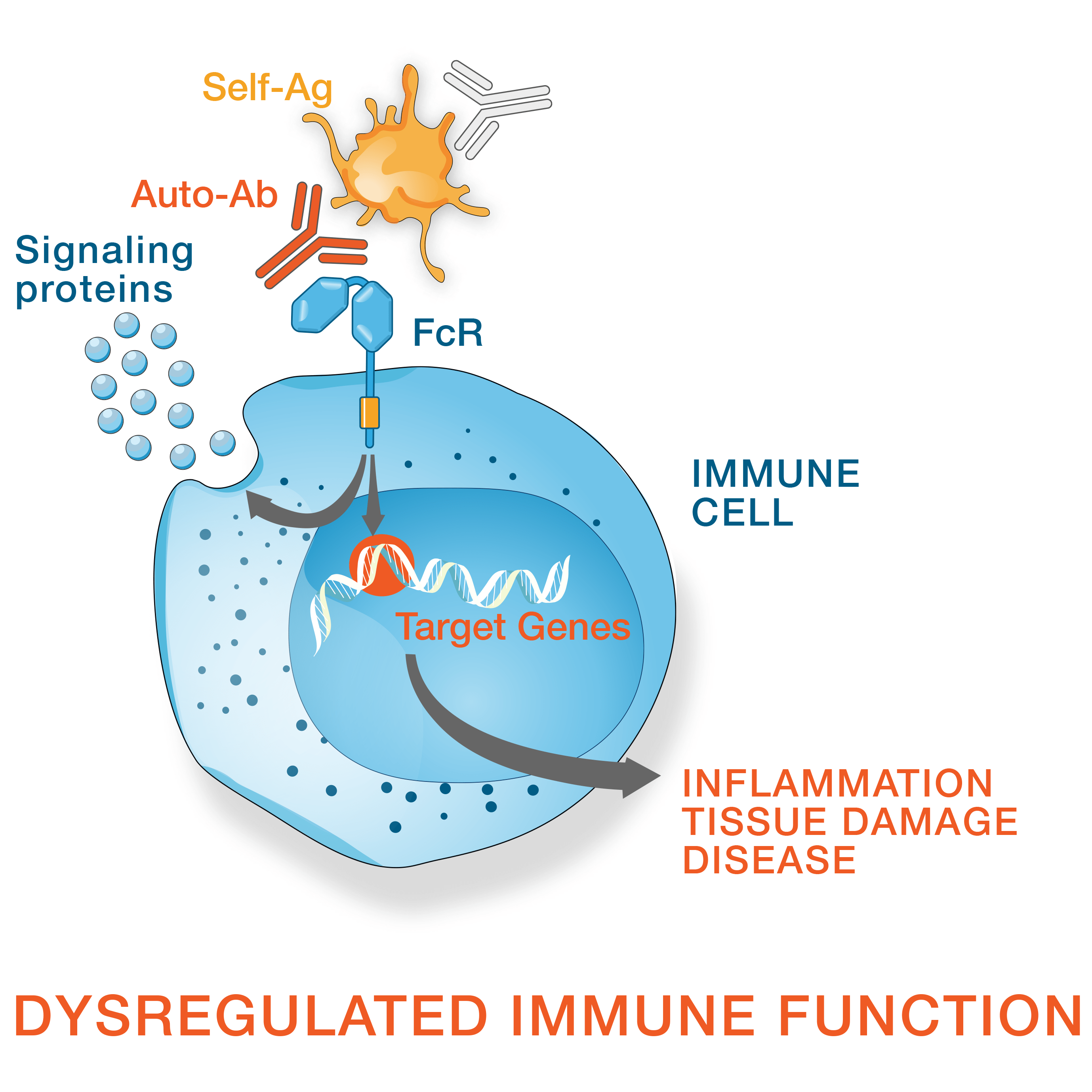 Autoimmune dysregulation diagram