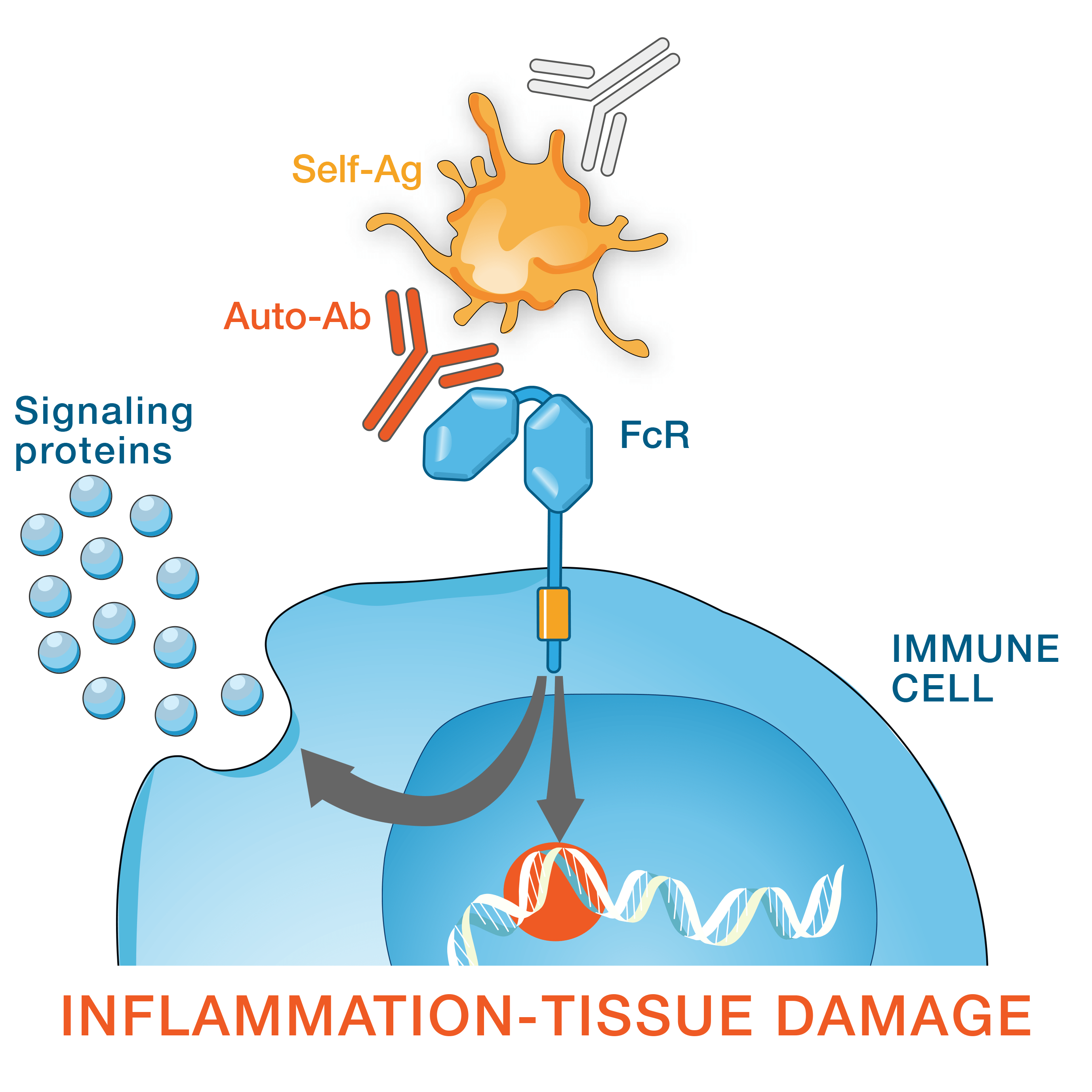 Autoimmune dysregulation process graphic
