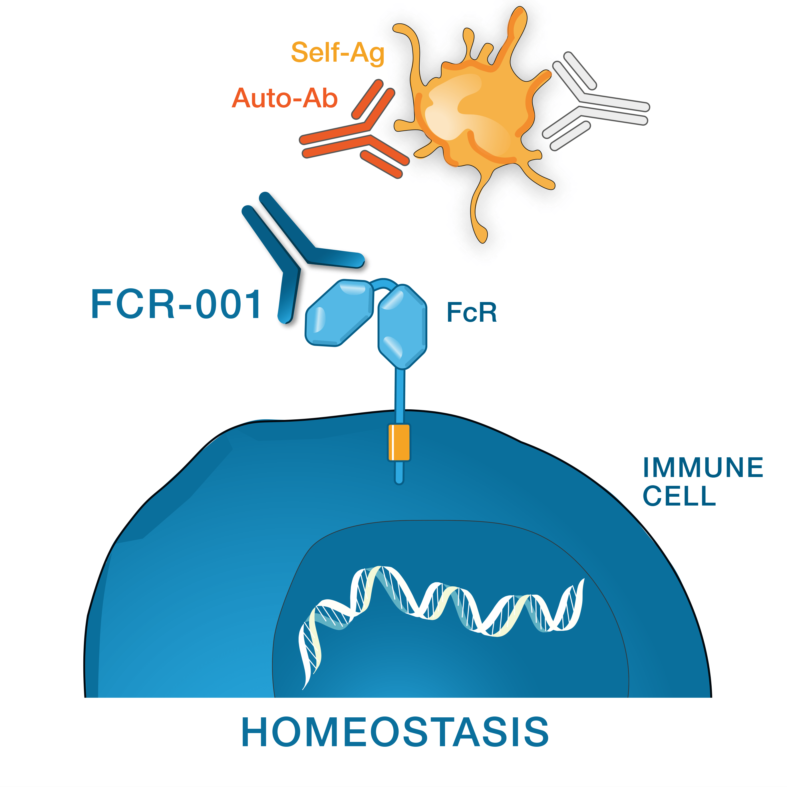 FCR blocking autoimmune concept illustration