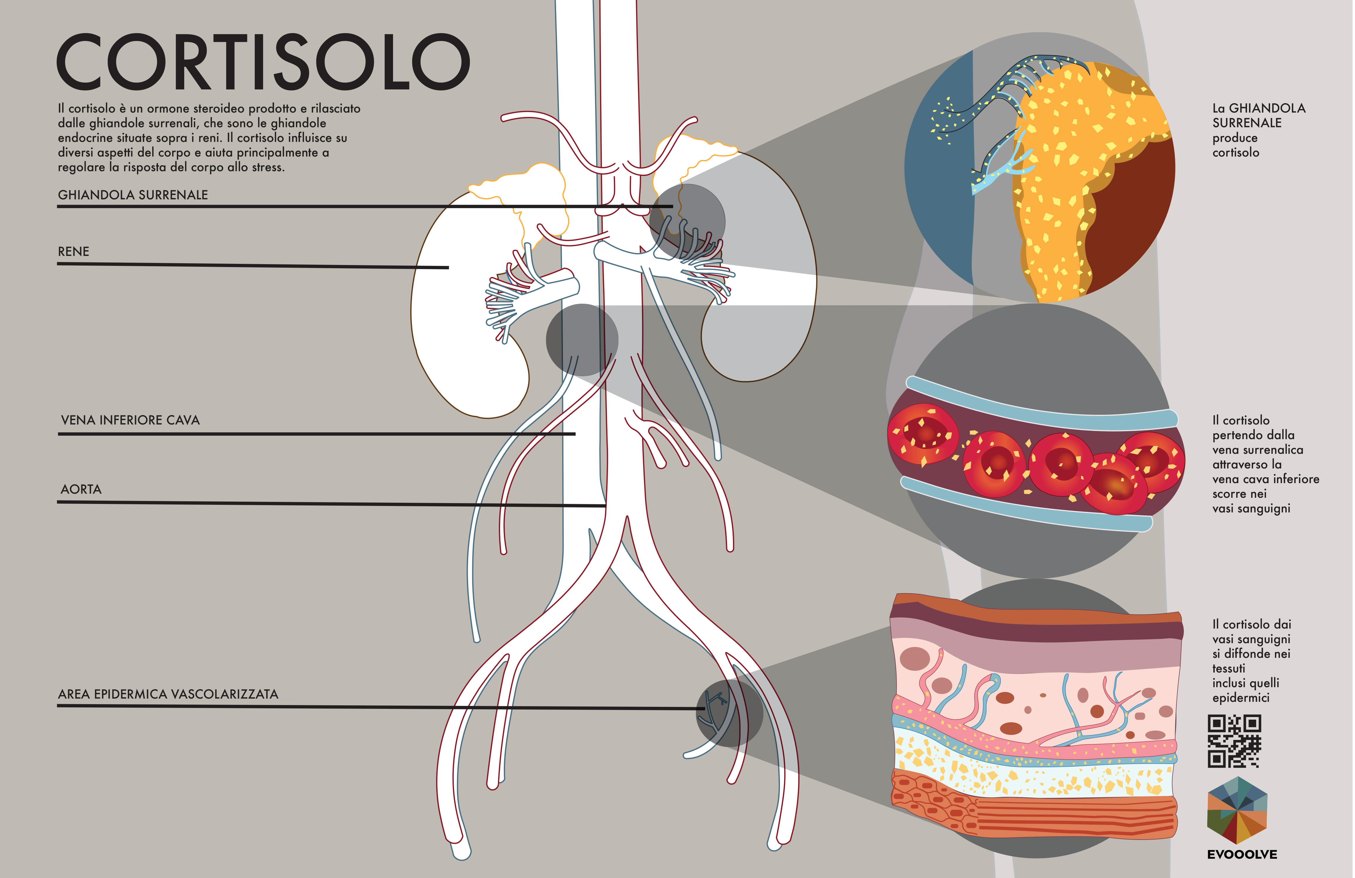 Adrenal-cortisol